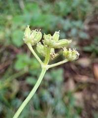 Seseli hippomarathrum