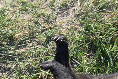 Galictis cuja