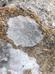 Lecanora rupicola