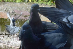 Columba livia domestica