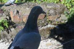 Columba livia domestica