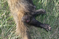 Galictis cuja