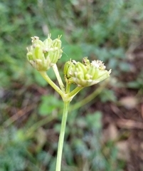 Seseli hippomarathrum