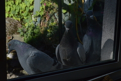 Columba livia domestica