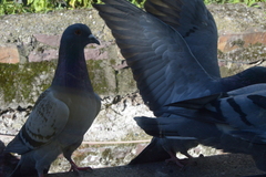 Columba livia domestica
