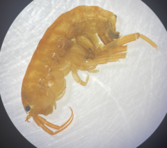 Traskorchestia traskiana