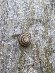 Caracolus