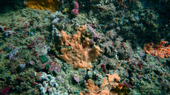 Spirastrella cunctatrix