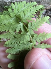 Cystopteris tenuis