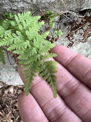 Cystopteris tenuis