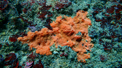 Spirastrella cunctatrix