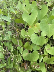 Ipomoea amnicola