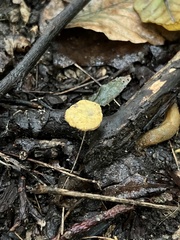 Cerioporus leptocephalus