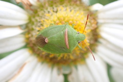 Ocirrhoe unimaculata