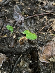 Cerioporus leptocephalus