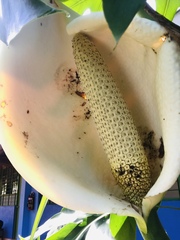 Monstera deliciosa
