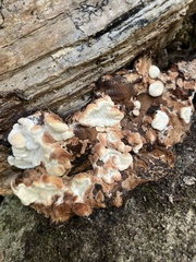 Neoantrodia serialis