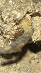 Loxosceles yucatana