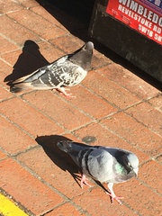 Columba livia domestica
