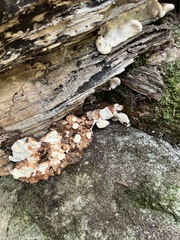 Neoantrodia serialis