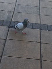 Columba livia domestica