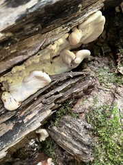 Neoantrodia serialis