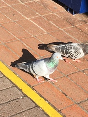 Columba livia domestica