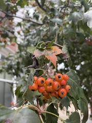 Crataegus phaenopyrum