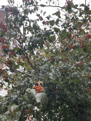 Crataegus phaenopyrum