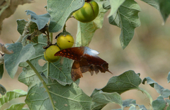 Charaxes varanes