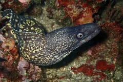 Muraena helena