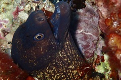 Muraena helena