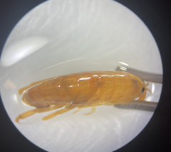 Traskorchestia traskiana