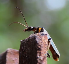 Chauliognathus lugubris