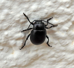 Timarcha tenebricosa