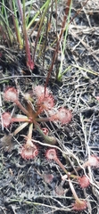 Drosera capillaris