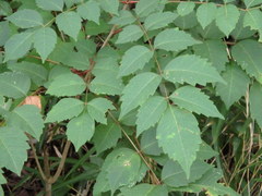 Toxicodendron trichocarpum
