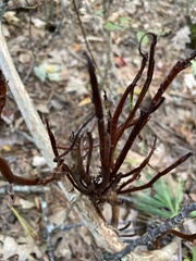 Calyptospora columnaris