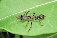 Myrmecia