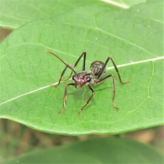 Myrmecia