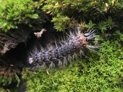 Acronicta megacephala