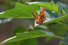 Charaxes varanes