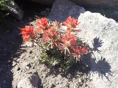 Castilleja rupicola
