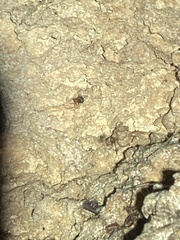 Loxosceles yucatana