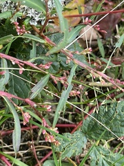 Persicaria minor