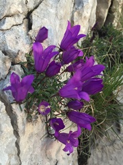 Edraianthus serpyllifolius
