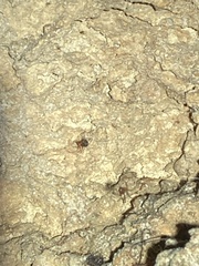 Loxosceles yucatana