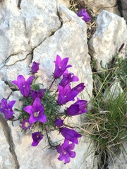 Edraianthus serpyllifolius