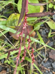Persicaria minor