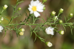 Symphyotrichum pilosum